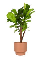 Ficus lyrata verzweigter Stamm (Geigenfeige) (L)