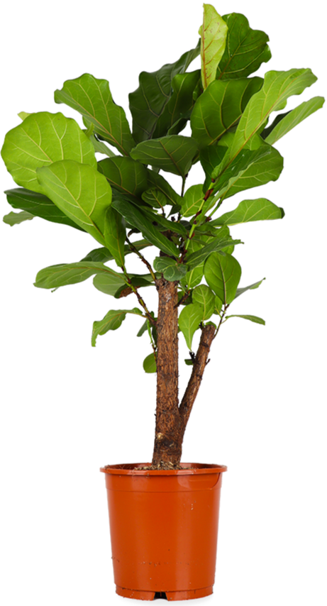 Ficus lyrata verzweigter Stamm (Geigenfeige) (L)