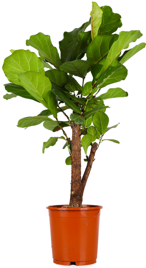 Ficus lyrata verzweigt (Geigenfeige) kaufen