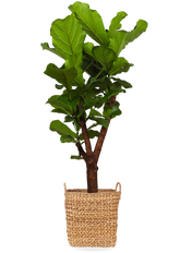 Ficus lyrata verzweigter Stamm (Geigenfeige) (L)