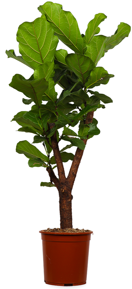 Ficus lyrata verzweigt (Geigenfeige) kaufen