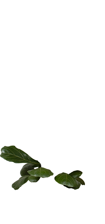 Ficus lyrata (Geigenfeige) XL kaufen
