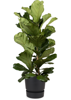 Ficus lyrata (Geigenfeige) (XL)