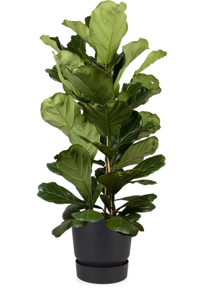 geigenfeige größe Ficus lyrata (Geigenfeige) XL kaufen