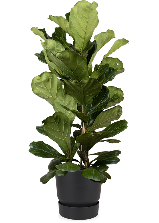Ficus lyrata (Geigenfeige) XL kaufen | Plantsome