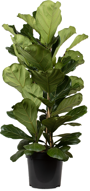 Ficus lyrata (Geigenfeige) XL kaufen