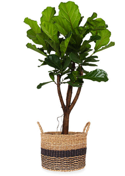 Ficus lyrata verzweigt (Geigenfeige)(XL)
