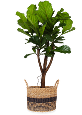 Ficus lyrata verzweigter Stamm (Geigenfeige) (XL)