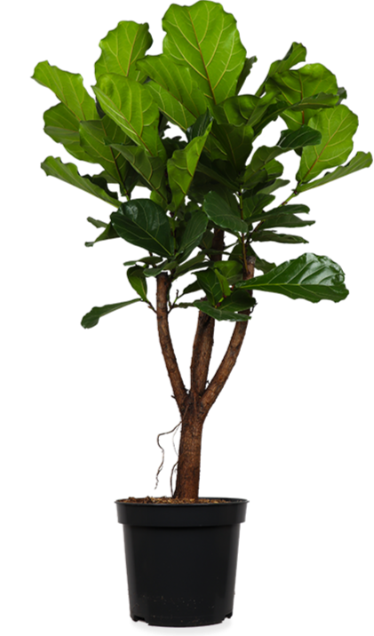 Ficus lyrata verzweigt (Geigenfeige)(XL)