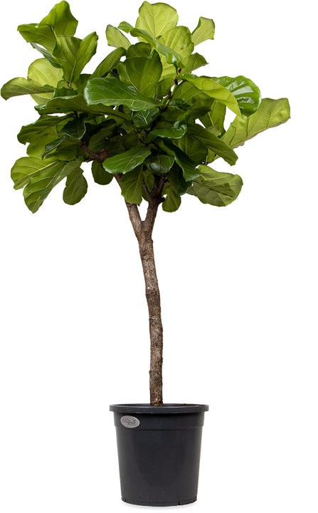 Ficus lyrata verzweigter Stamm (Geigenfeige) (XL)