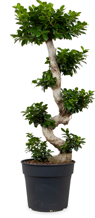 Ficus ginseng (Chinesische Feige)