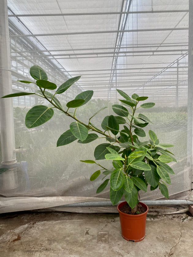 Ficus Benghalensis Altissima (XL) kaufen? | Aïsha