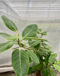 ficus altissima pflege Ficus Benghalensis Altissima (XL) kaufen? | Aïsha