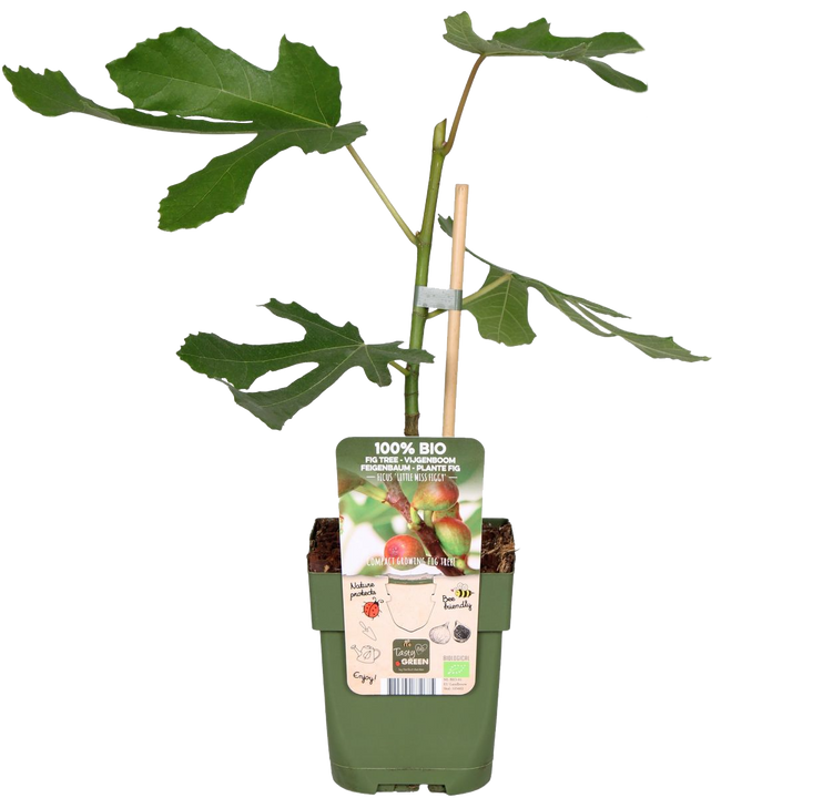 Feige (Ficus carica)