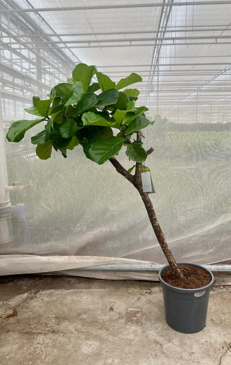 Ficus lyrata verzweigter Stamm (Groggy Zweige)