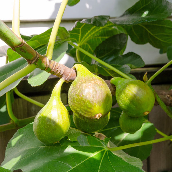 Feige (Ficus carica) kaufen