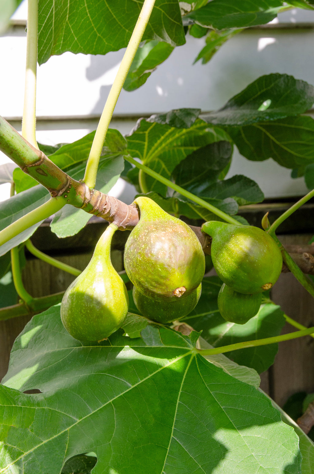 Feige (Ficus carica) kaufen