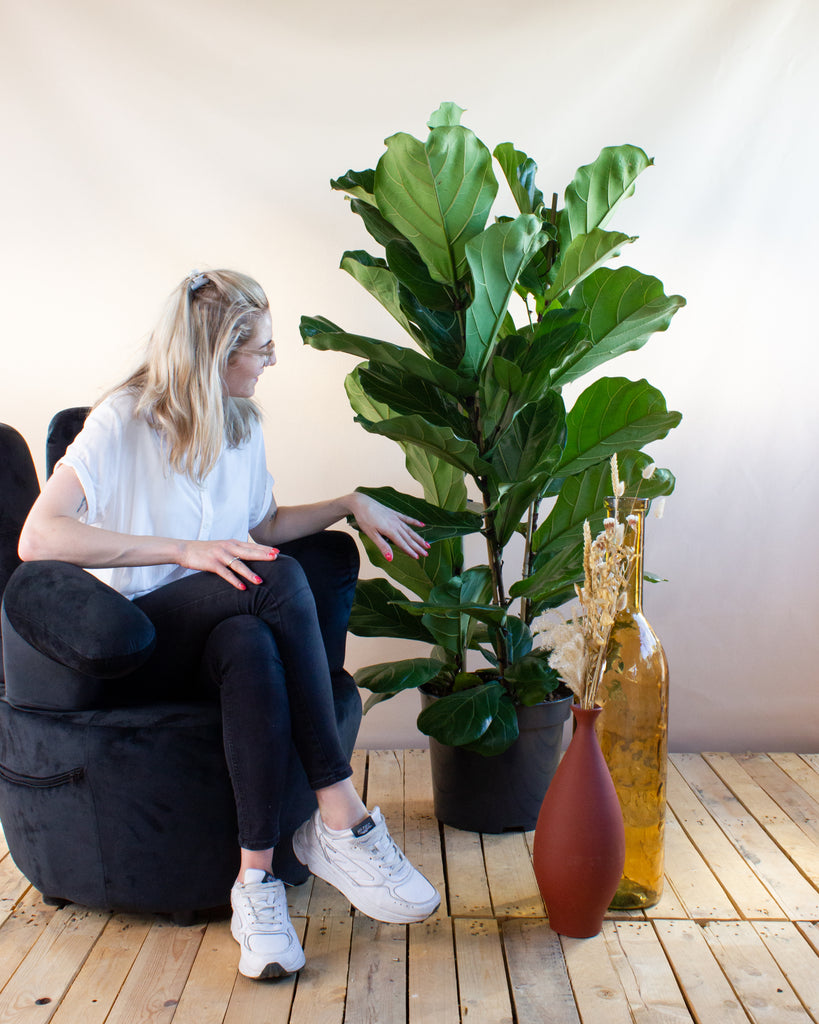 Ficus lyrata (Geigenfeige) XL kaufen | Plantsome