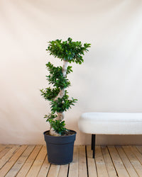 inspiratie-1