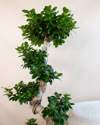inspiratie-2