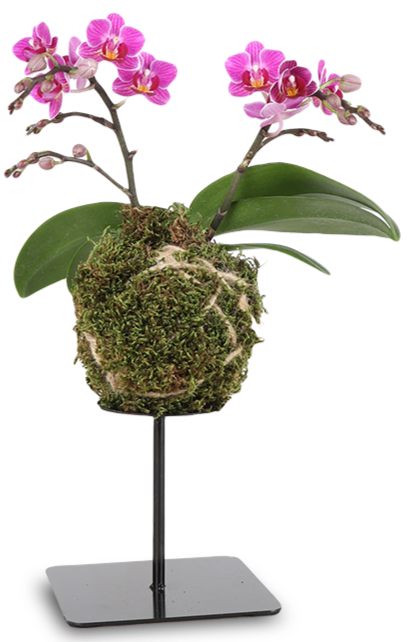 Phalaenopsis "floating trésor" (Orchidee) (S)