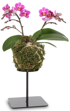 Phalaenopsis "floating trésor" (Orchidee) (S)