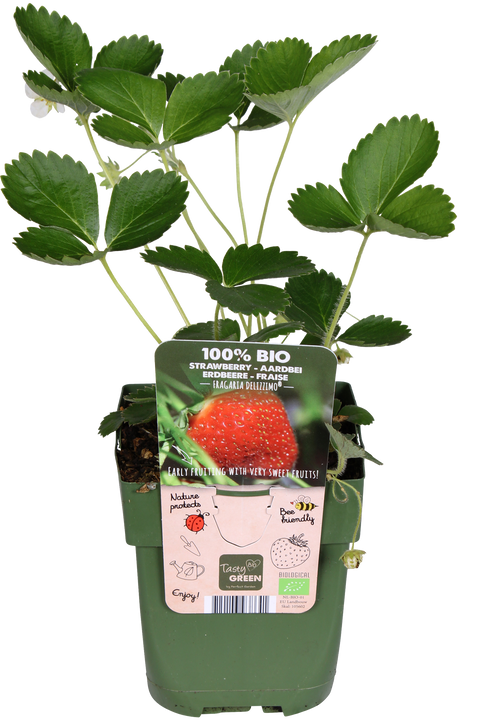Erdbeere (Fragaria x ananassa)