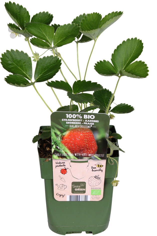 Gartenerdbeere (Fragaria ananassa) kaufen