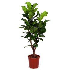 Ficus lyrata verzweigter Stamm (Geigenfeige) (L)