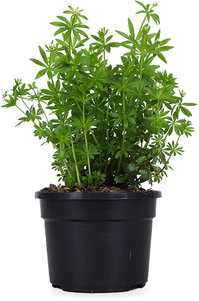 Waldmeister (Galium odoratum)