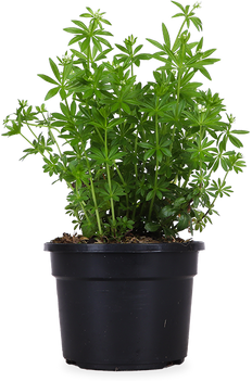 Waldmeister (Galium odoratum)