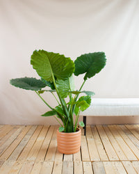 inspiratie-2