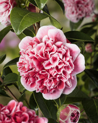 inspiratie-1