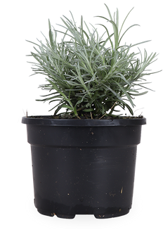 Currykraut (Helichrysum italicum)