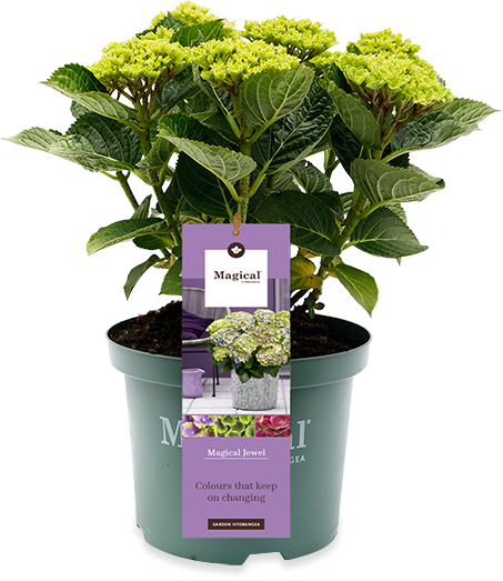 Blaue Gartenhortensie (Hydrangea macrophylla "magical blue") (M)