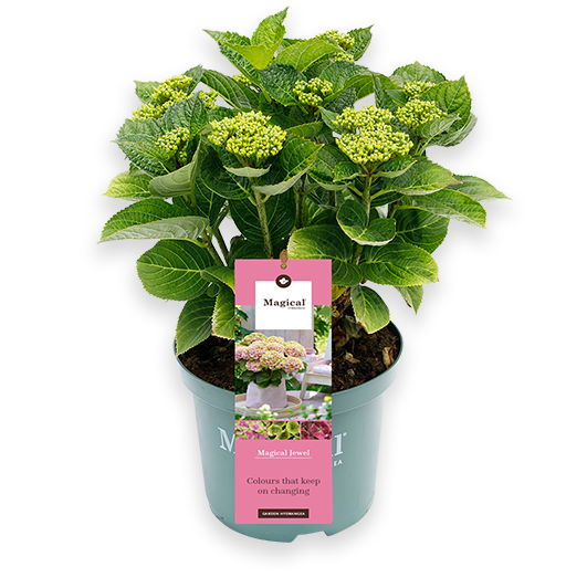 Hydrangea Magical Pink (Gartenhortensie) kaufen? | Harold