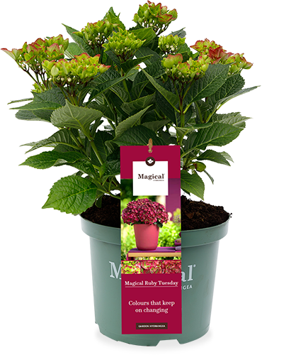 Hydrangea macrophylla "magical red" (Gartenhortensie) (S)