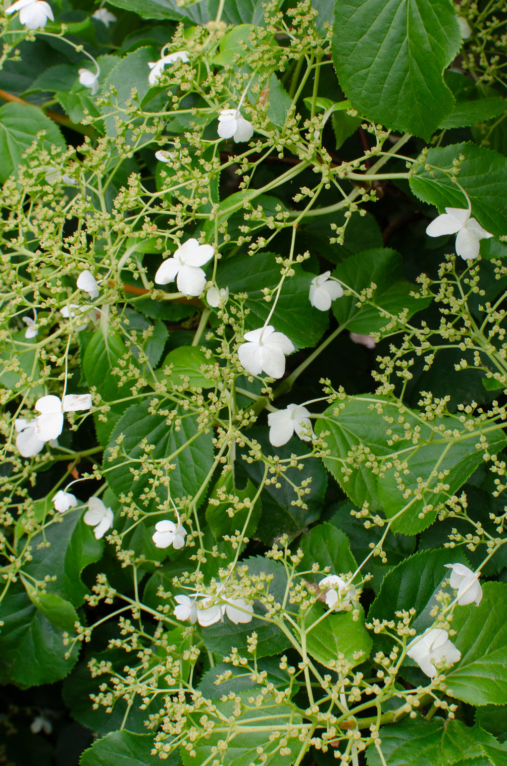 Hydrangea Petiolaris (Kletterhortensie) kaufen? | Hedda