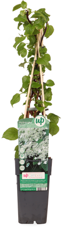 Hydrangea petiolaris (Kletterhortensie) (M)