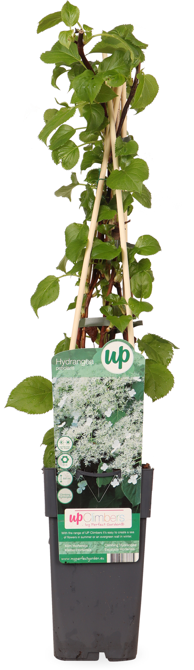 Hydrangea Petiolaris (Kletterhortensie) kaufen? | Hedda