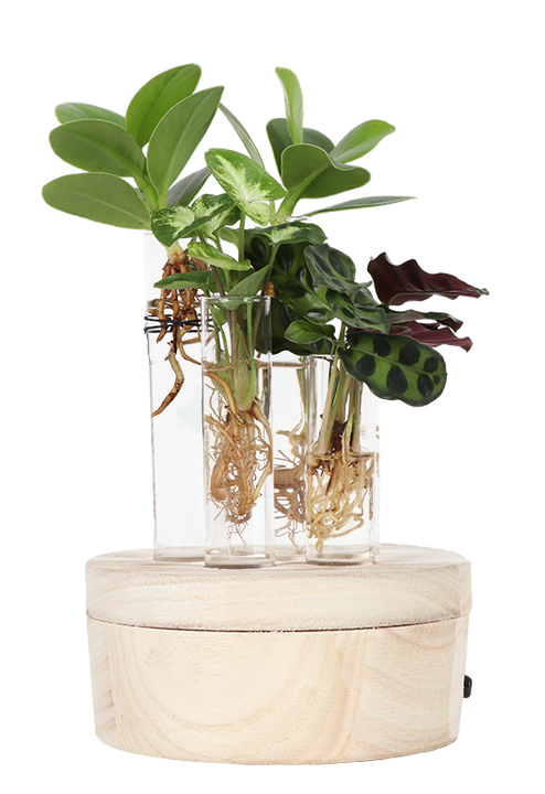 Stecklingsmix in Glas (mit LED-Beleuchtung) (S)