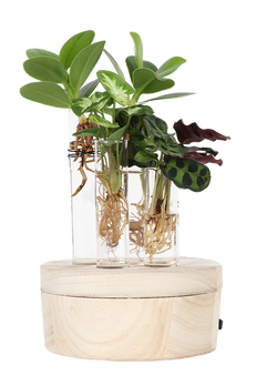 Stecklingsmix in Glas (mit LED-Beleuchtung) (S)