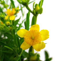 Hypericum "sunny boulevard" (Echtes Johanniskraut) (S)
