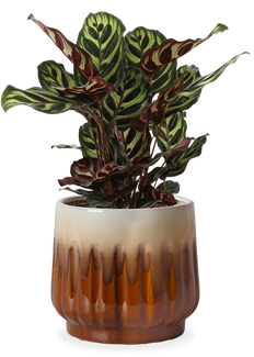 Calathea makoyana (Korbmarante) (S)