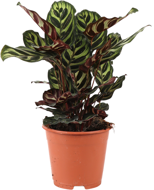 Calathea makoyana (Korbmarante) (S) | Olivia