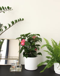 inspiratie-1