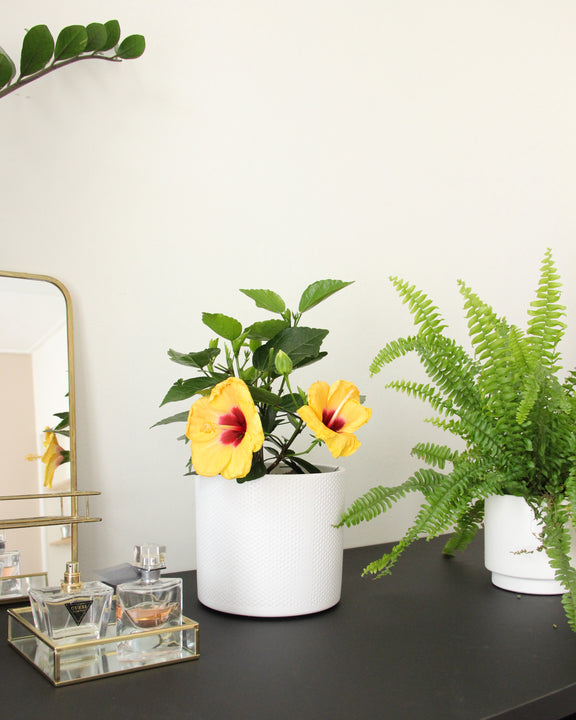 inspiratie
