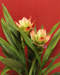 inspiratie-2