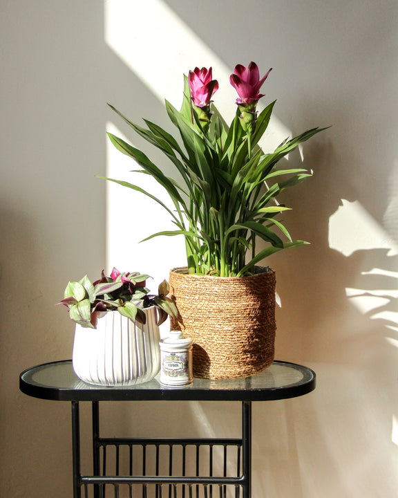 inspiratie