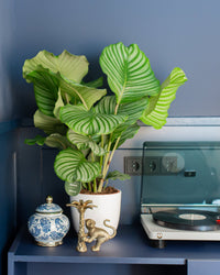 inspiratie-1